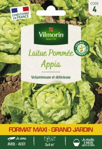 Laitue Pommée Appia - Grand Modèle